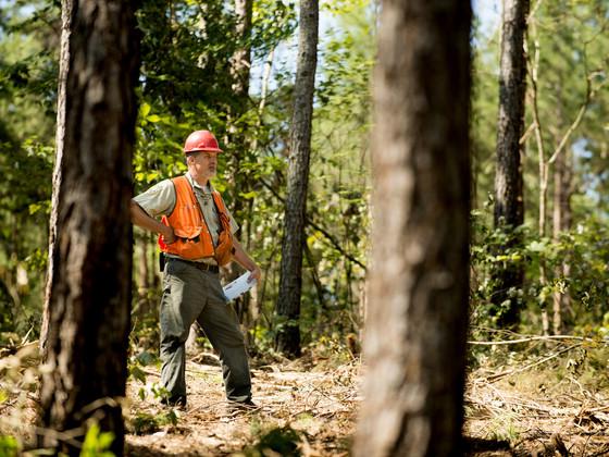 What is Sustainable Forestry?